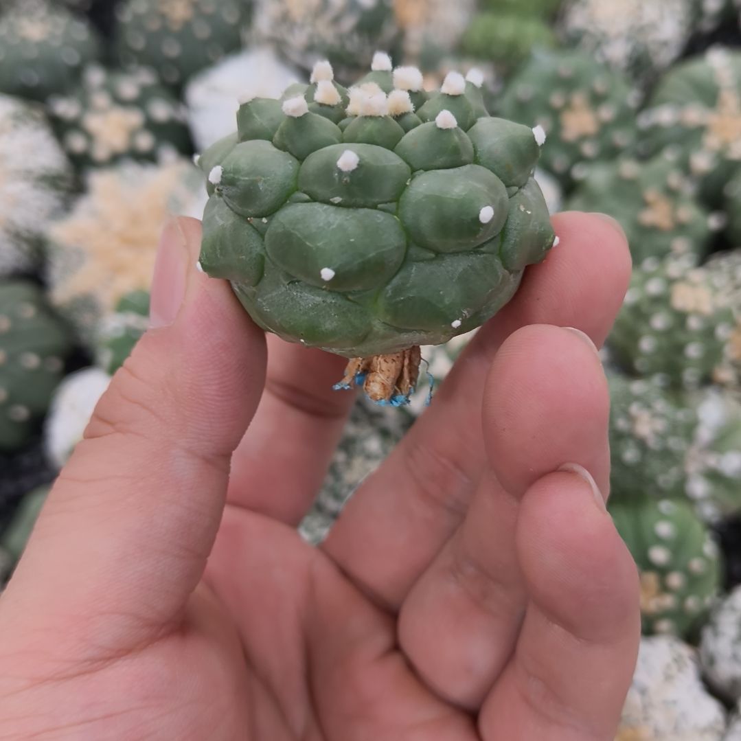 角you龟甲琉璃兜兜兜