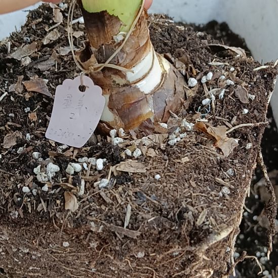 无花朵星系5.5发一个