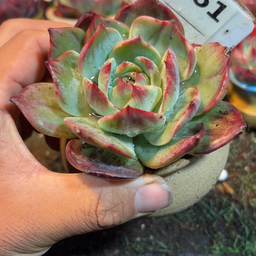 惊鸿一瞥861号多肉