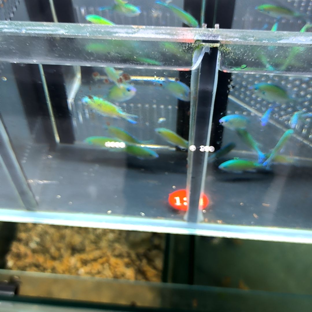 海水鱼青魔小号5条/运40/4-32-134