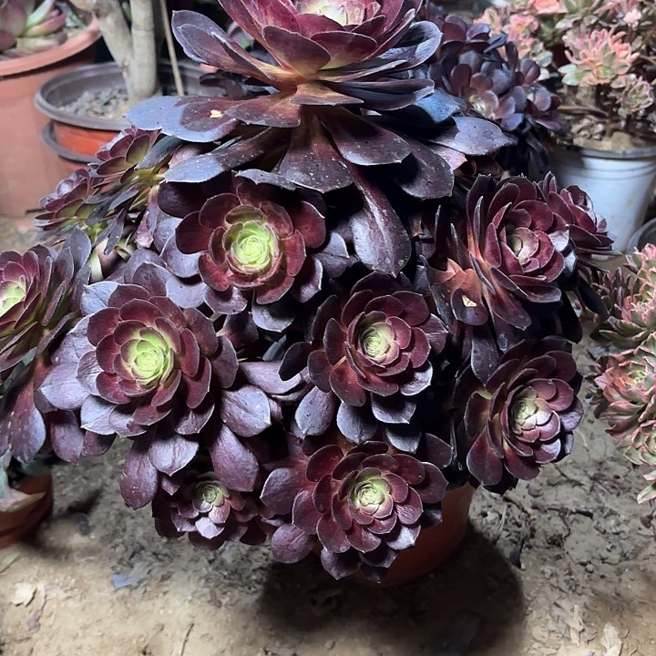 多肉植物赤焰莲10