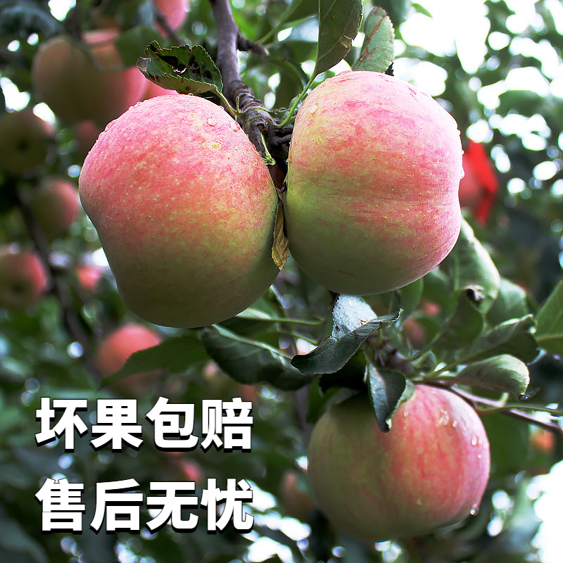 老树国光苹果 酸甜 味道浓 酸酸甜甜 老味道 新鲜苹果北京市