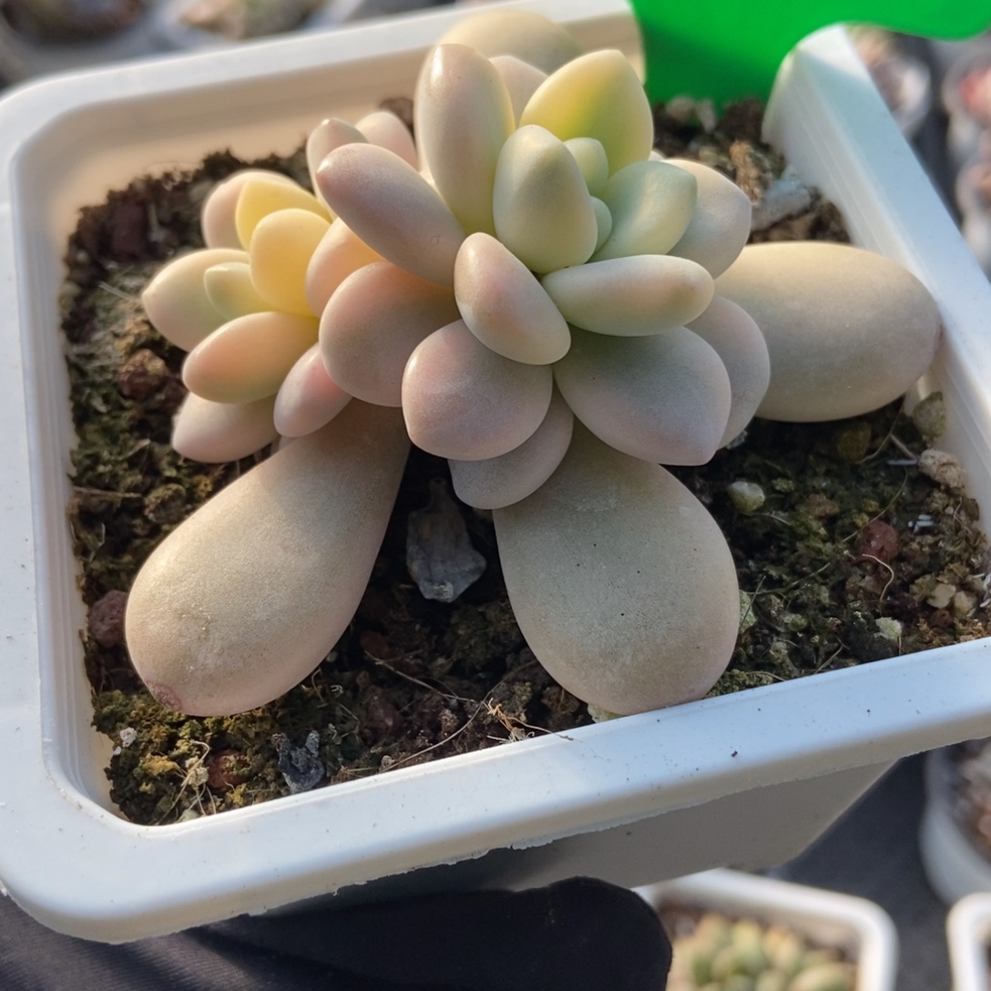 3142洛神锦多肉植物多肉