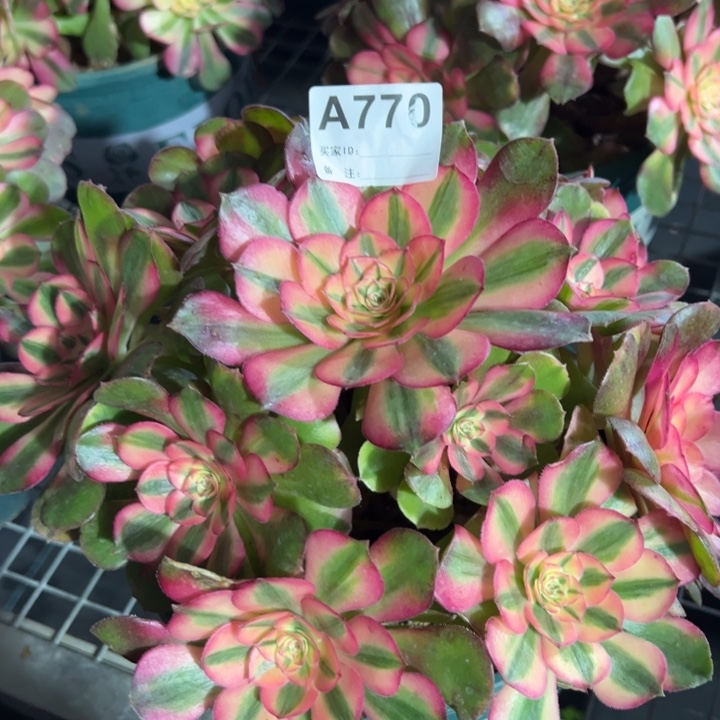 770荔枝23厘米左右