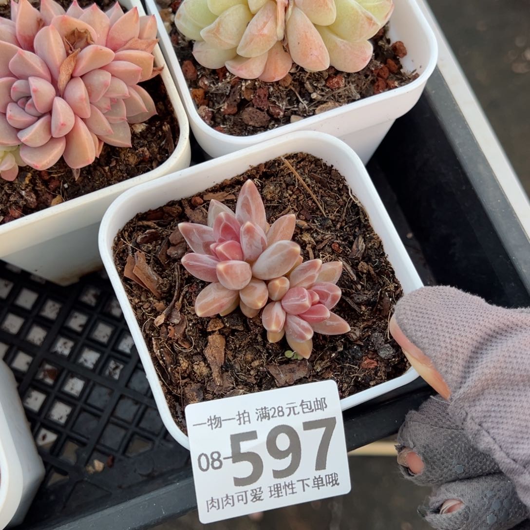 乌拉克拉多肉多肉多肉多肉