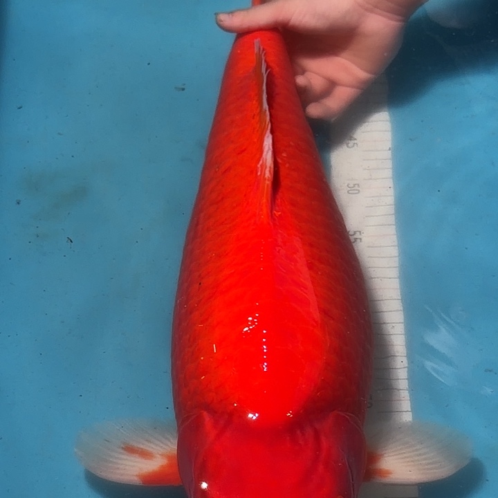 海水鱼介子专拍链接