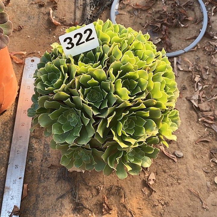 法师植物一物一拍