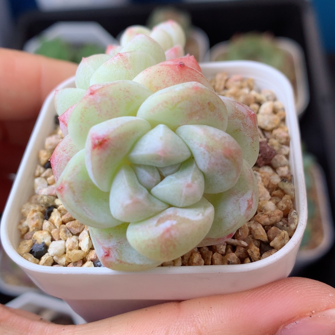 32冰玉58包邮  群生不包整 