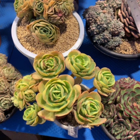 乐*2004碧桃缀化