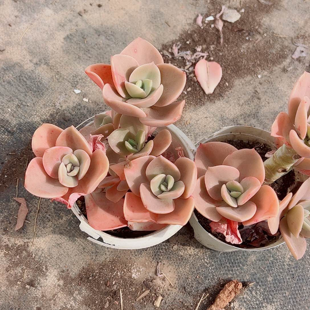 贺氏多头造型精品特价