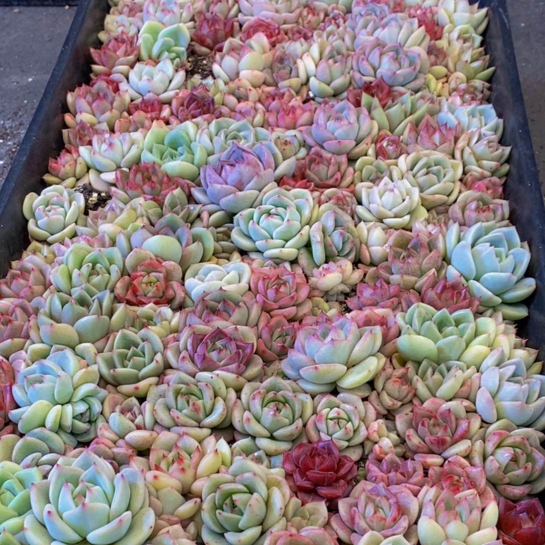 196多肉植物保护研究所所长助理研究员