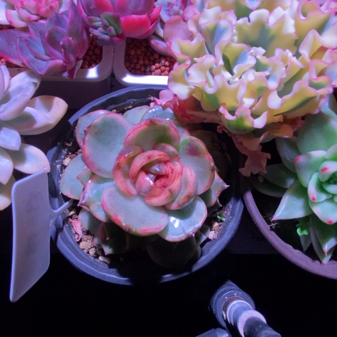 当前无花栽培后可以开花红玫瑰锦