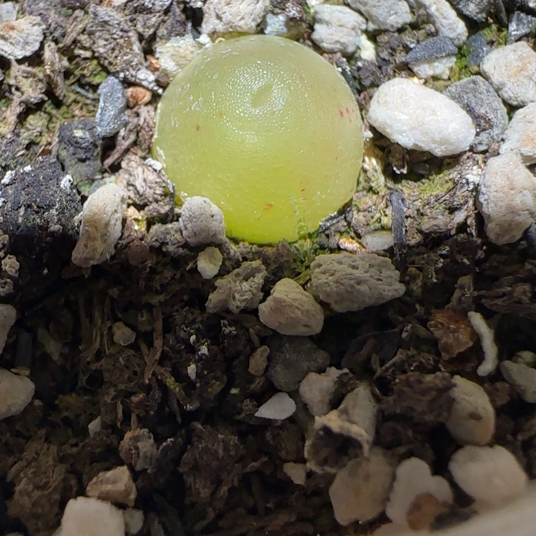 肉锥多肉植物百科2-哈默有疤1706
