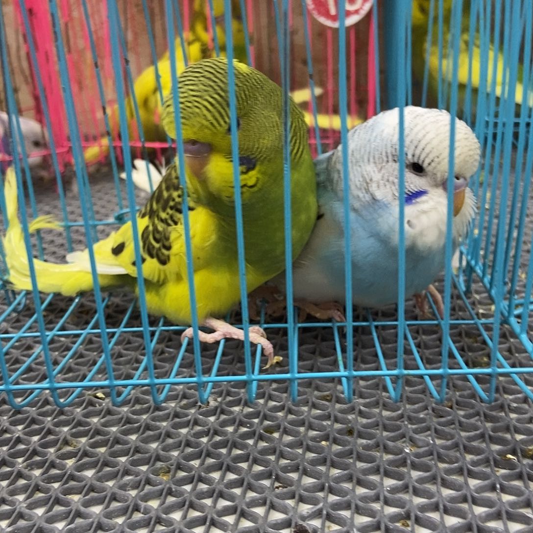 我***名虎皮鹦鹉虎皮鹦鹉