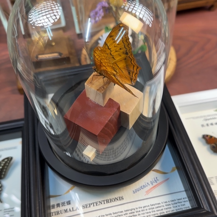 有机玻璃蝴蝶标本蝴蝶标本