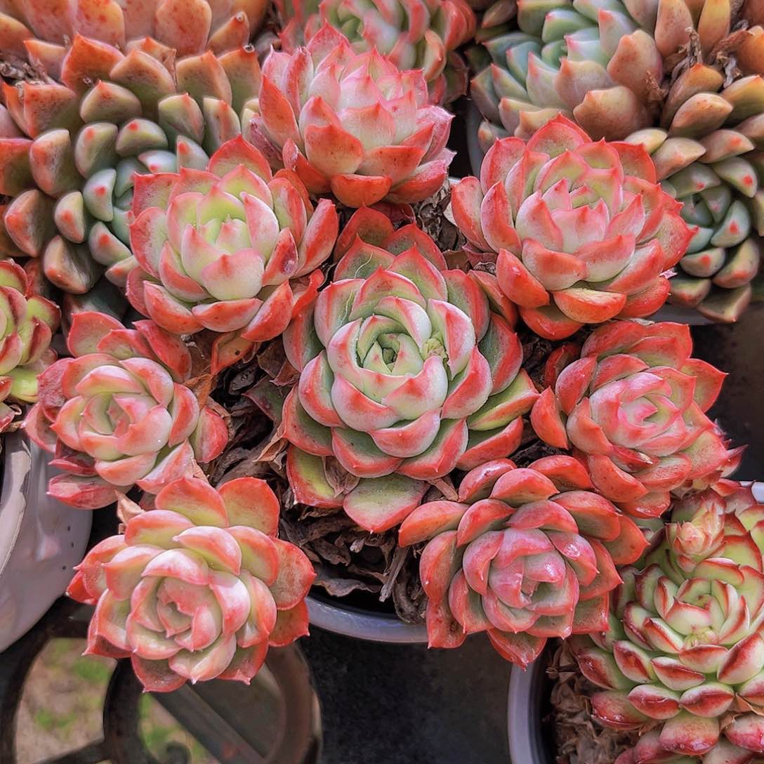 11公分9989米以上