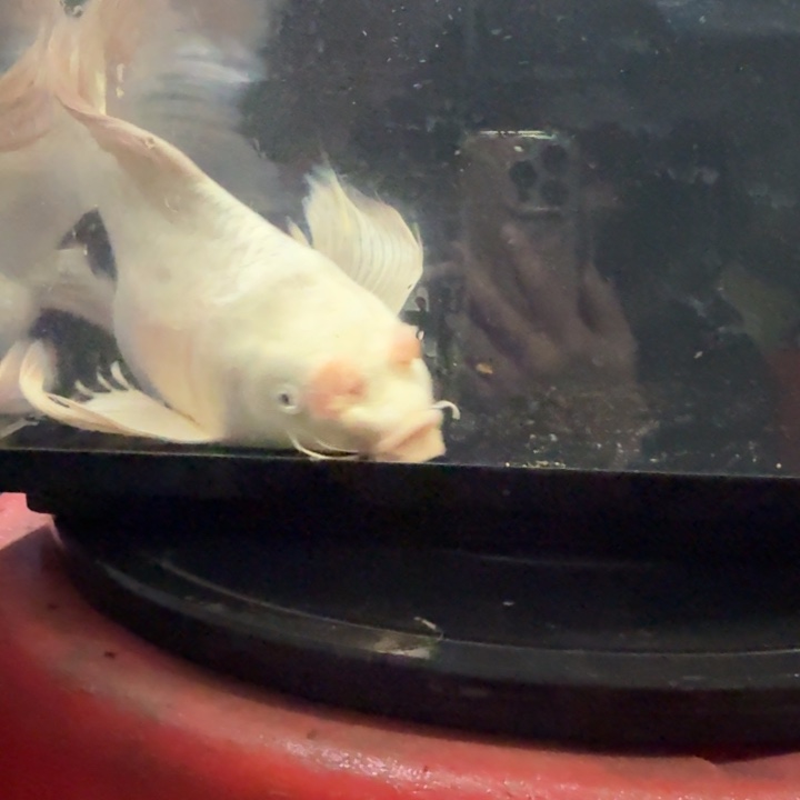 蝴蝶鲤鱼蝴蝶鲤包邮40