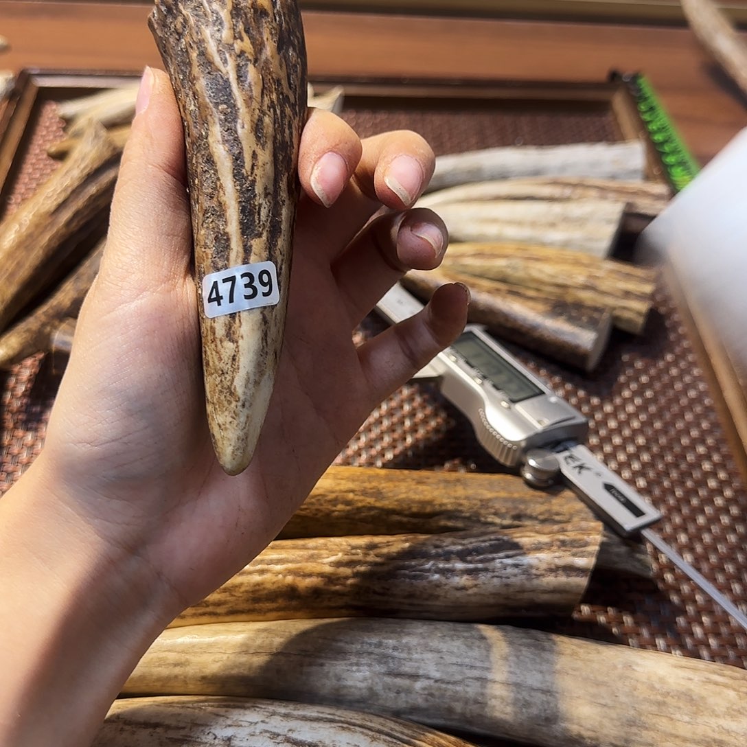 鹿骨手串/手链4739角尖