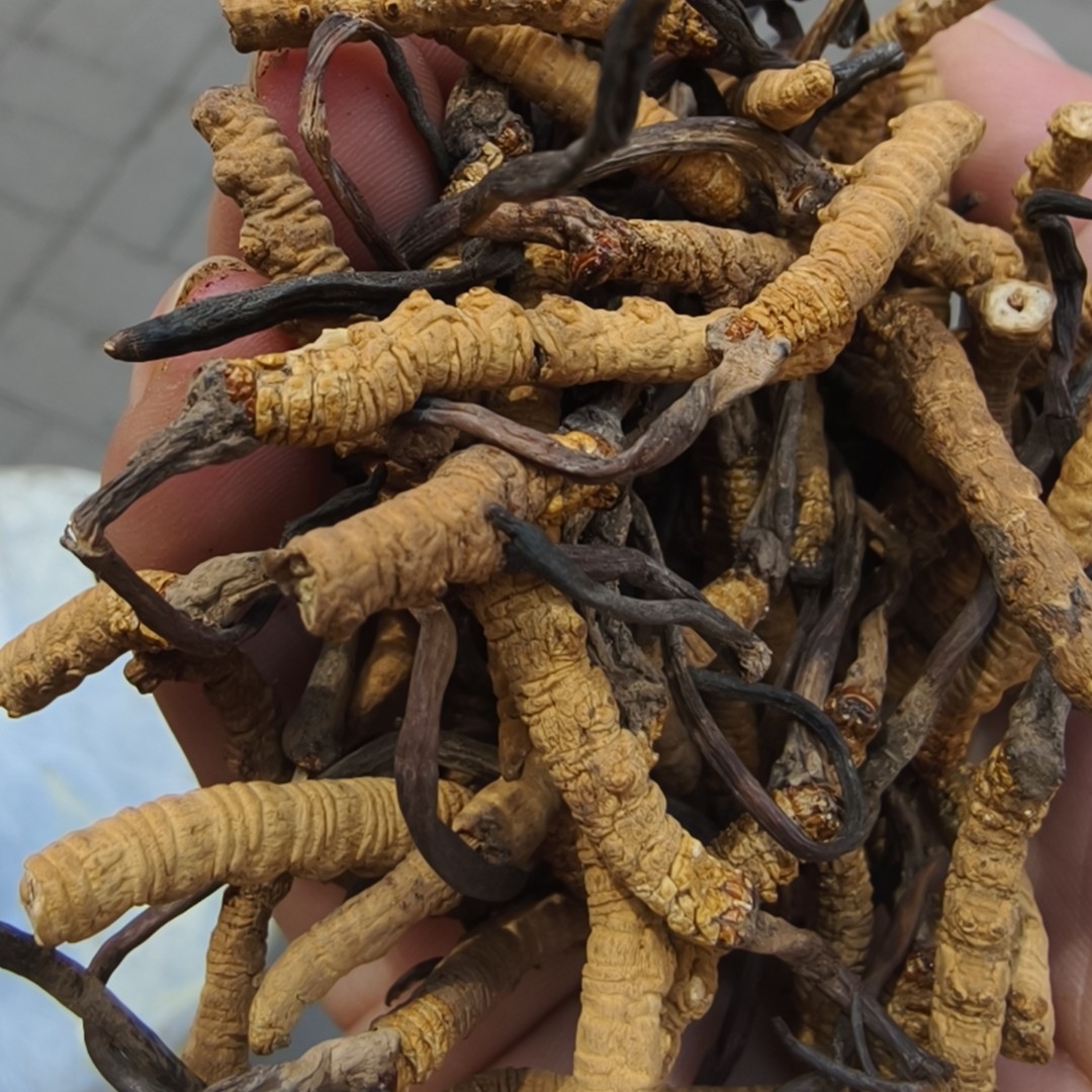 100克干断草高原冬虫夏草适合泡水煲汤煮粥打粉生吃干嚼