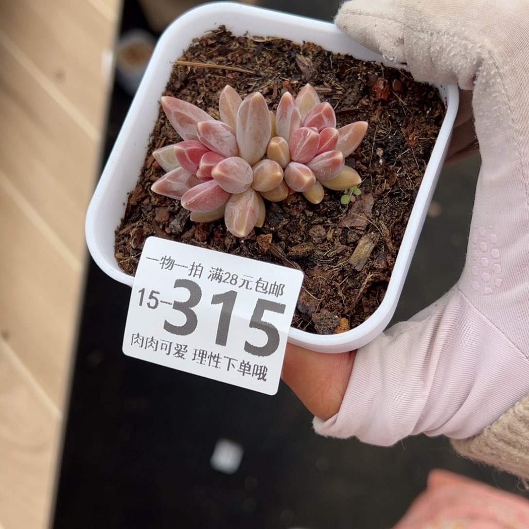 乌拉克拉多肉多肉多肉多肉多肉