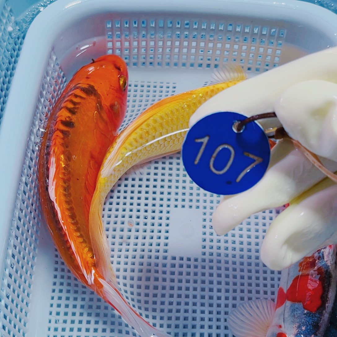 锦鲤107 锦鲤观赏鱼冷水