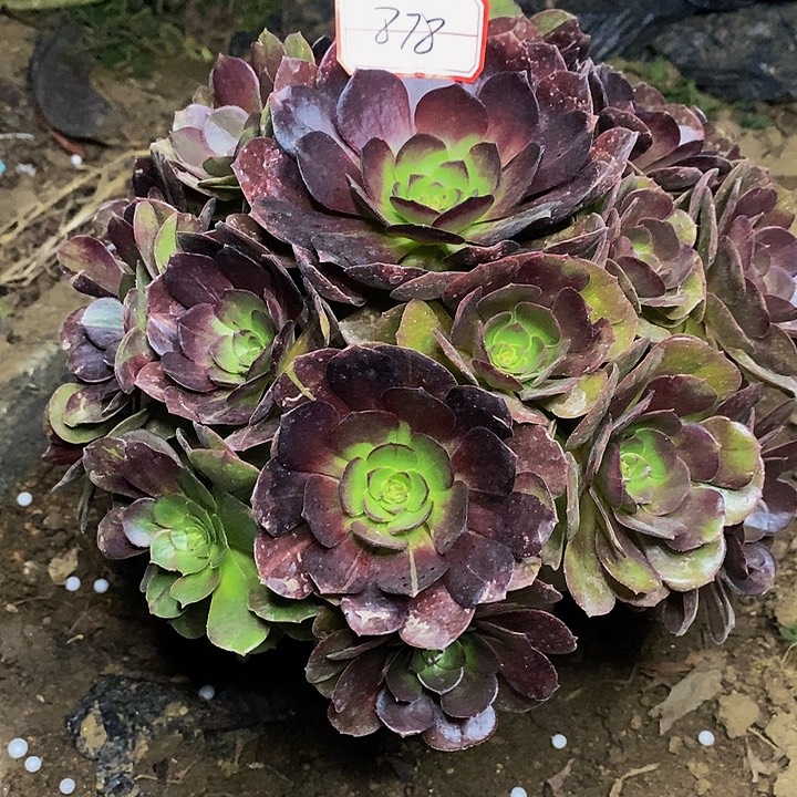 黑玫瑰老桩捧花878号