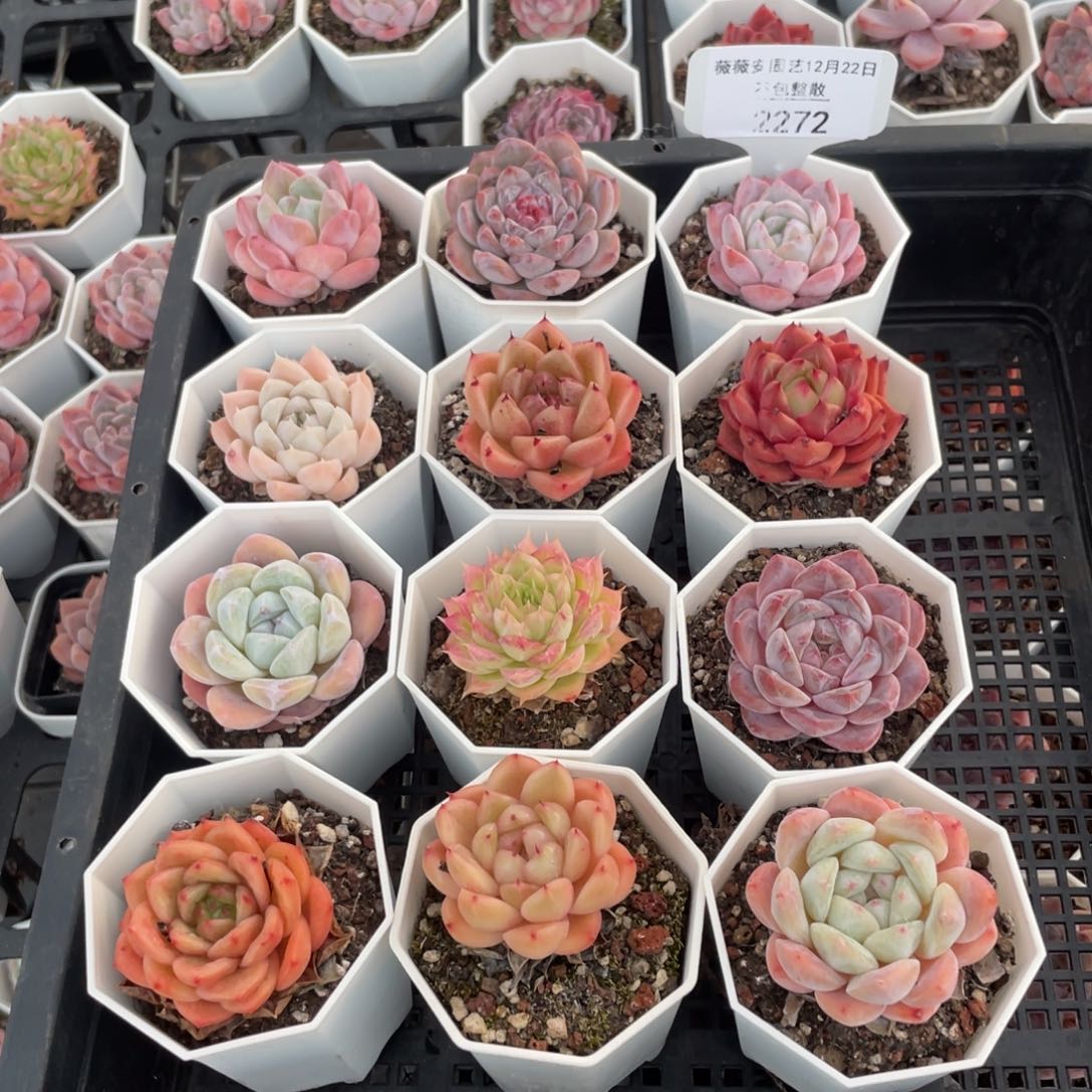 不包整散 盆子不售后2272