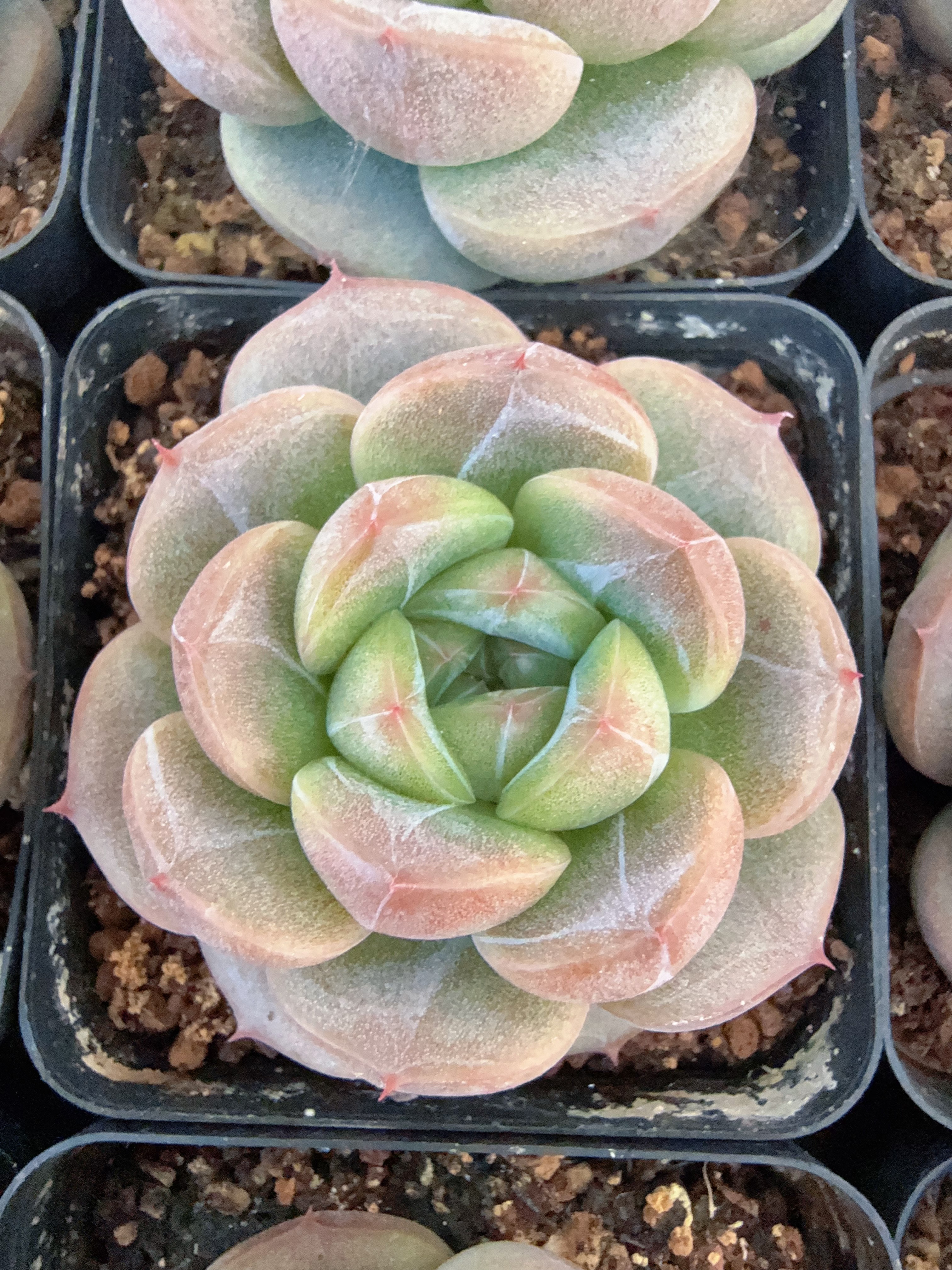 70#M号噶多哩珍妮（4-7cm）脱土