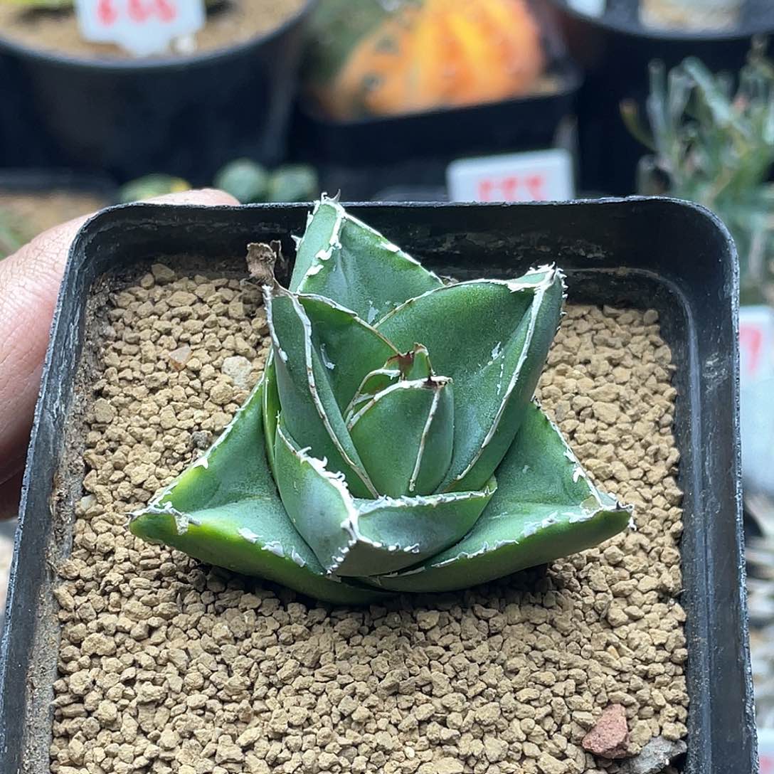 实生丸叶桃太郎笹之雪 致远多肉