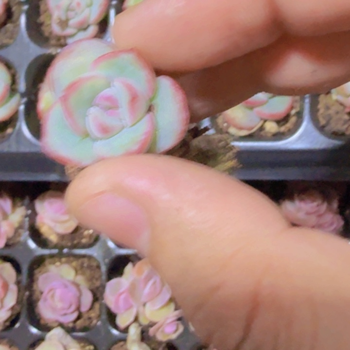 奶油泡芙穴盘五颗一组