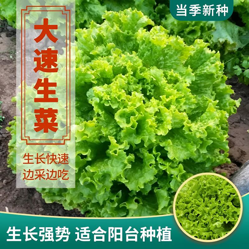 大速生菜种子生吃脆甜四季沙拉菜种子春夏秋播种阳台盆栽蔬菜