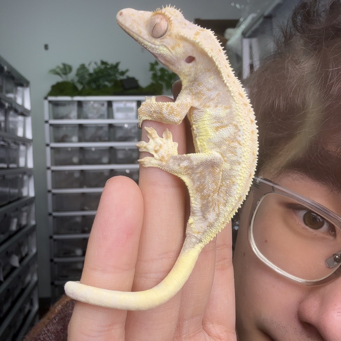 ****妈睫角守宫三色莉莉