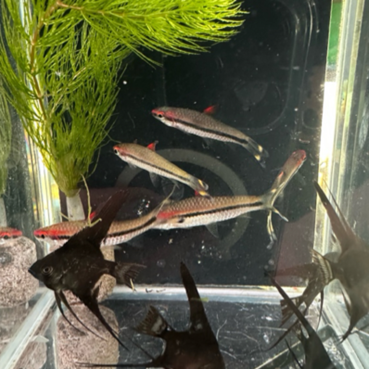 一眉道人鱼热带淡水观赏鱼群游活体好养适合草缸鱼观赏鱼