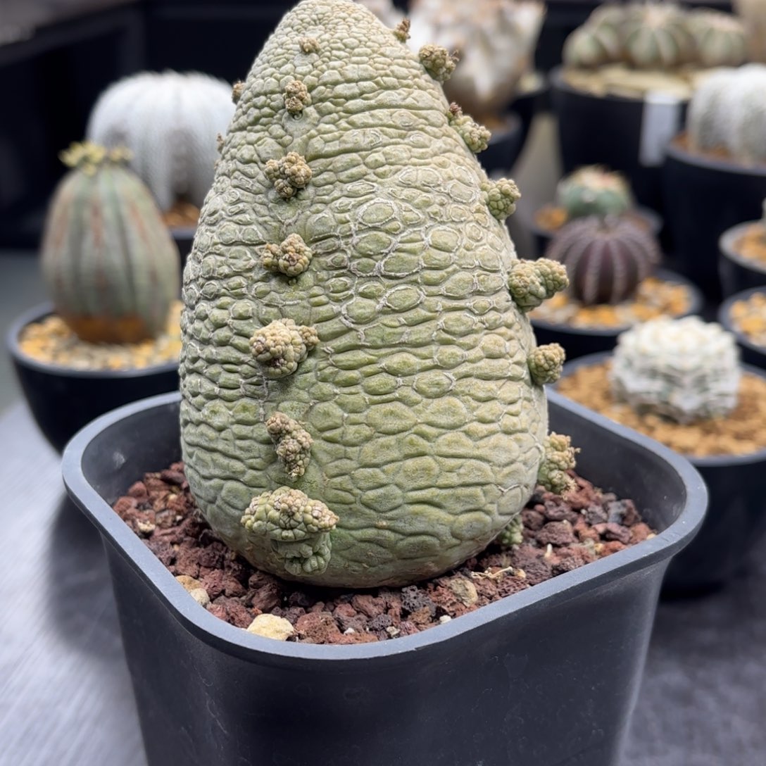 超大凝蹄玉带盆包邮