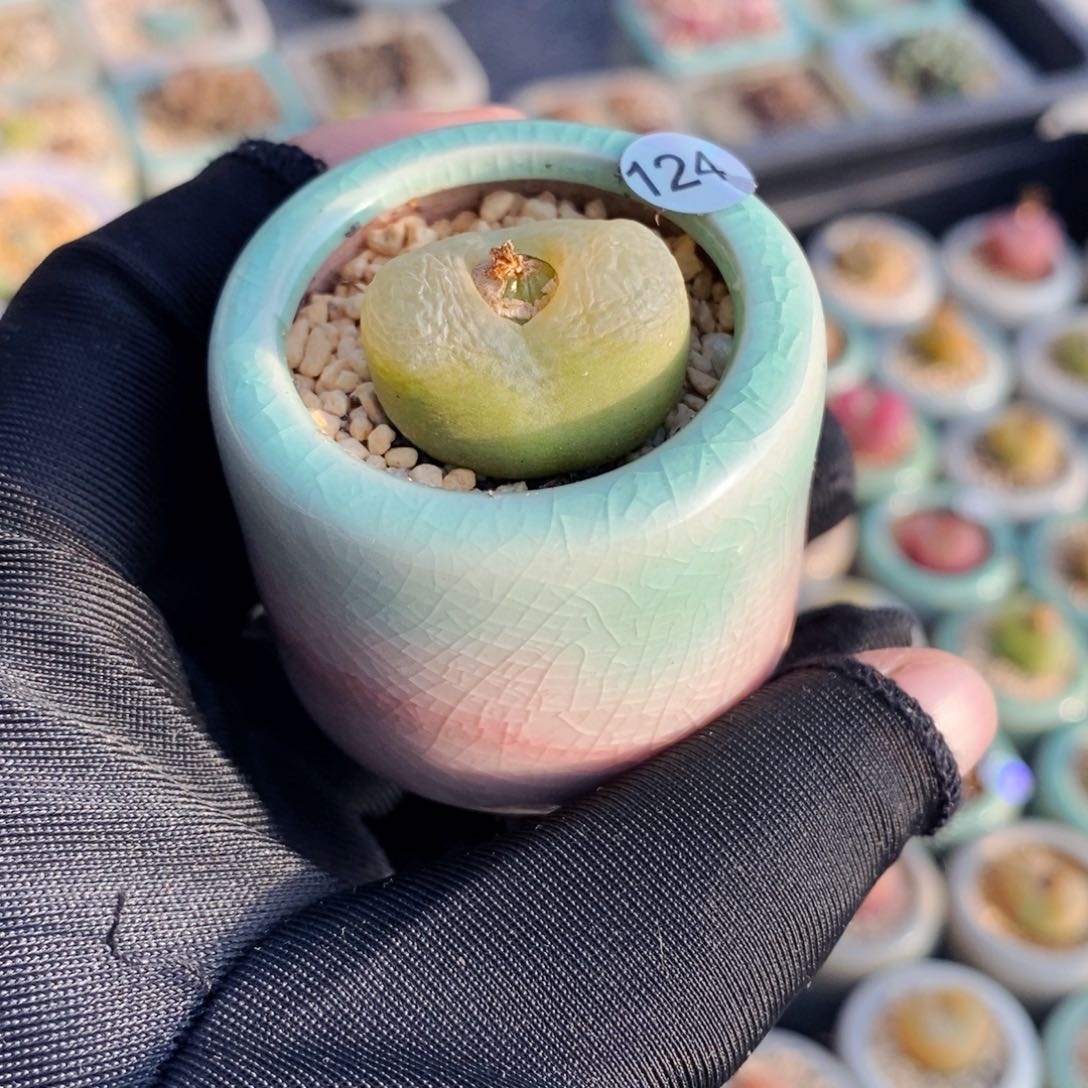 000124-一物一拍 带盆