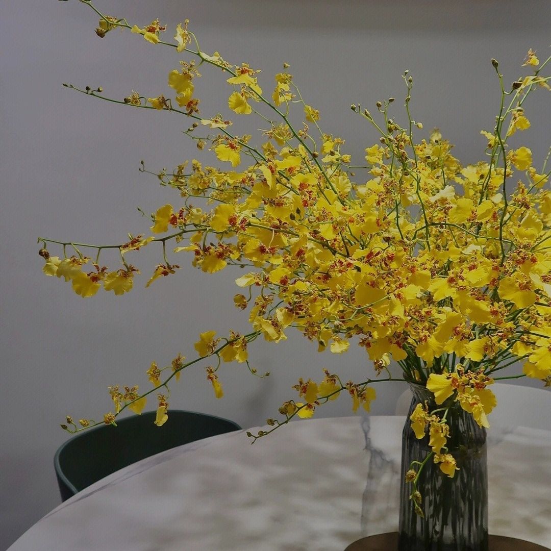 文心兰黄色跳舞兰高档鲜花云南直发家庭客厅室内水养鲜花