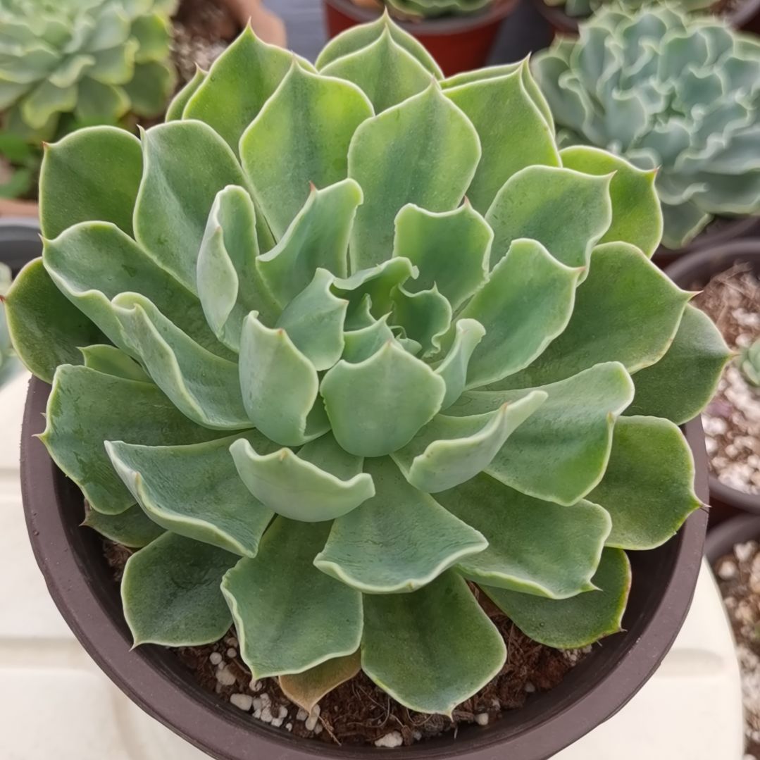 海啸白覆轮锦（暗锦）