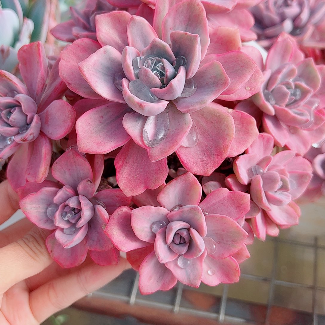 理查德夫人整装精品贵货