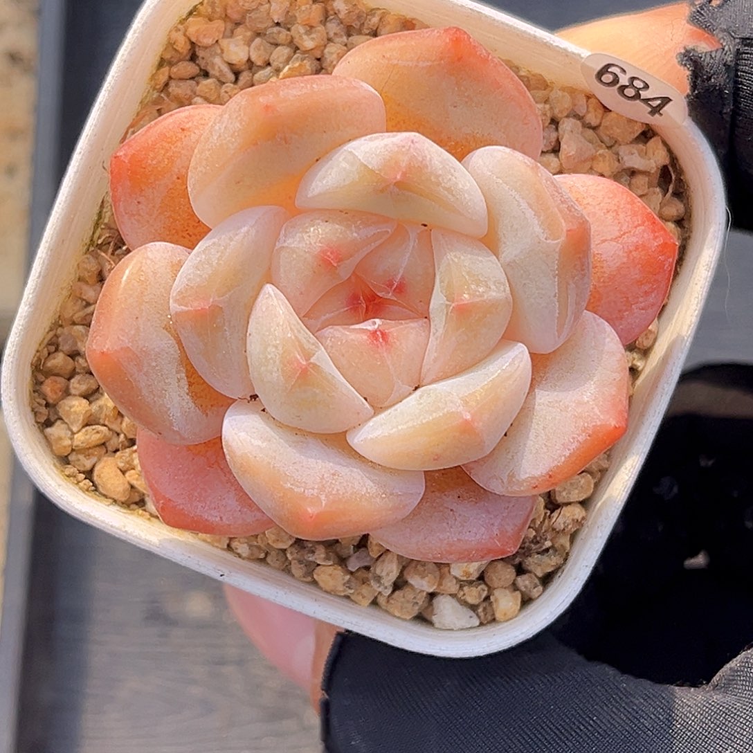 684  孤品珍妮多肉