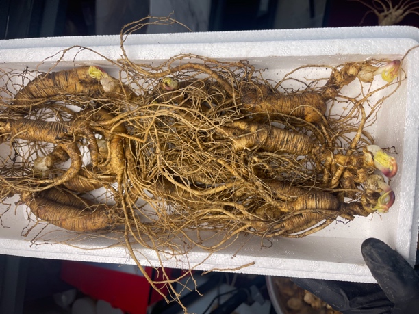 鲜林下参 山参 特产 东北特产 泡酒煲汤