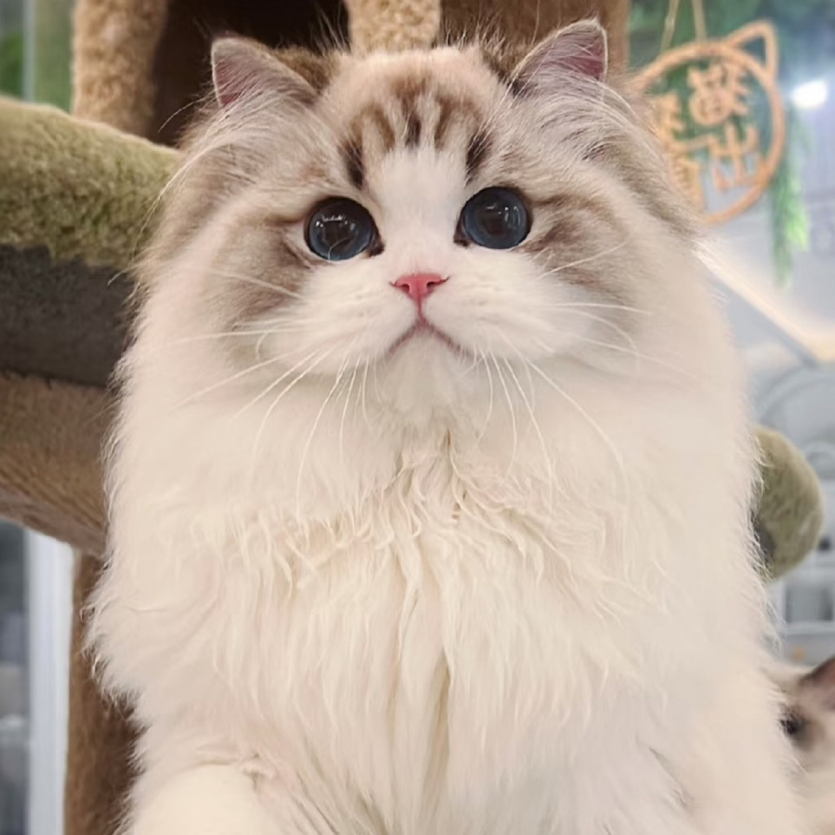 可爱新脸版布偶圆脸粘人蓝眼睛小耳朵爆毛猫咪活体