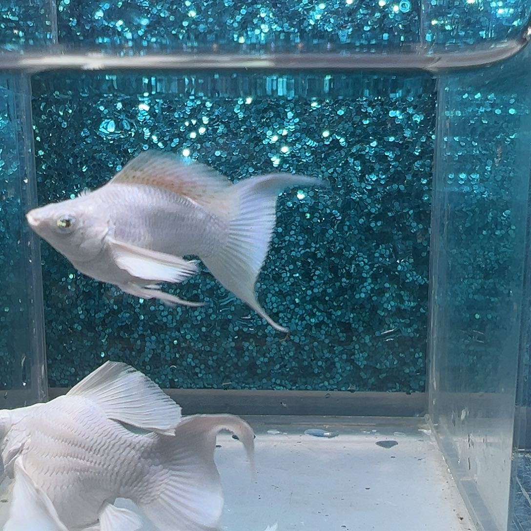 黑玛丽鱼瓷白玛丽一对0024