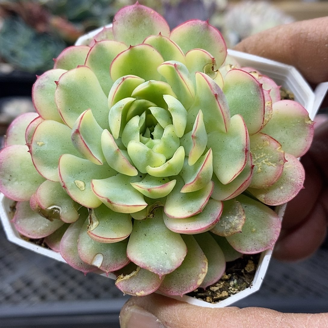 2244 梦幻玫瑰黄覆轮锦 需延时发货