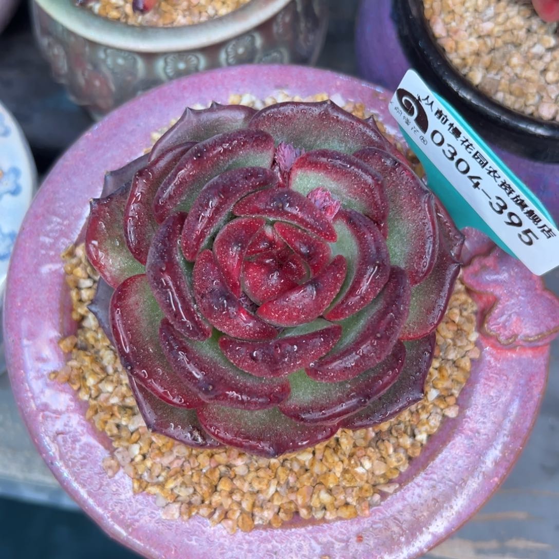 多肉一物一拍0304-395