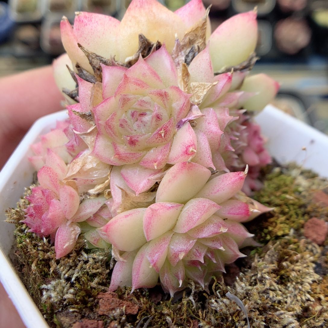 G29 ，20包邮两天凑单偏远地区不发货