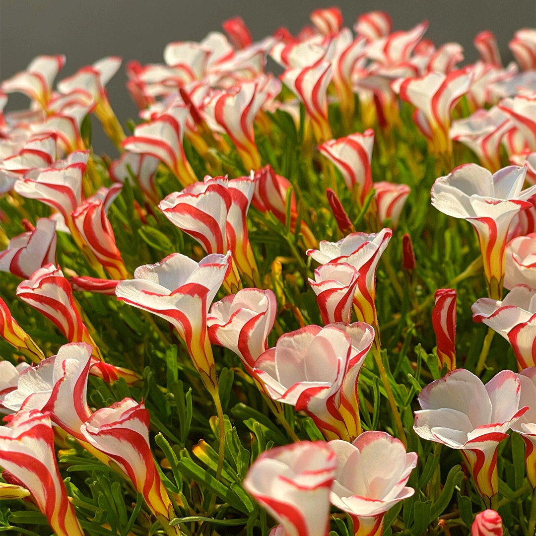 酢浆草种球桃之辉系列 多年生球根花卉 好养易爆球多花 阳台庭院