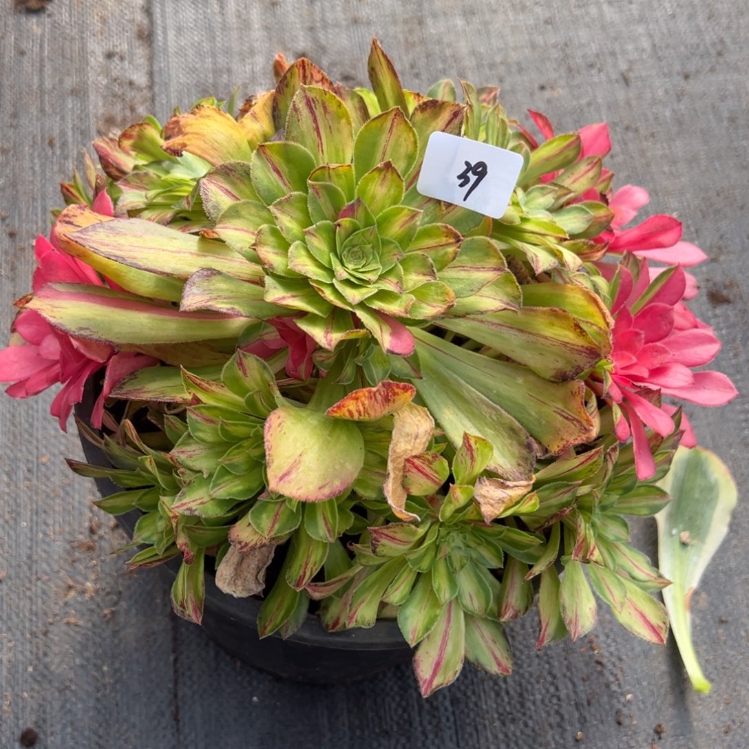 39知否多肉嘻嘻嘻嘻多肉