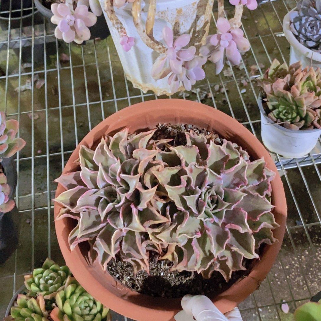 9032原始饺子皮一物一拍