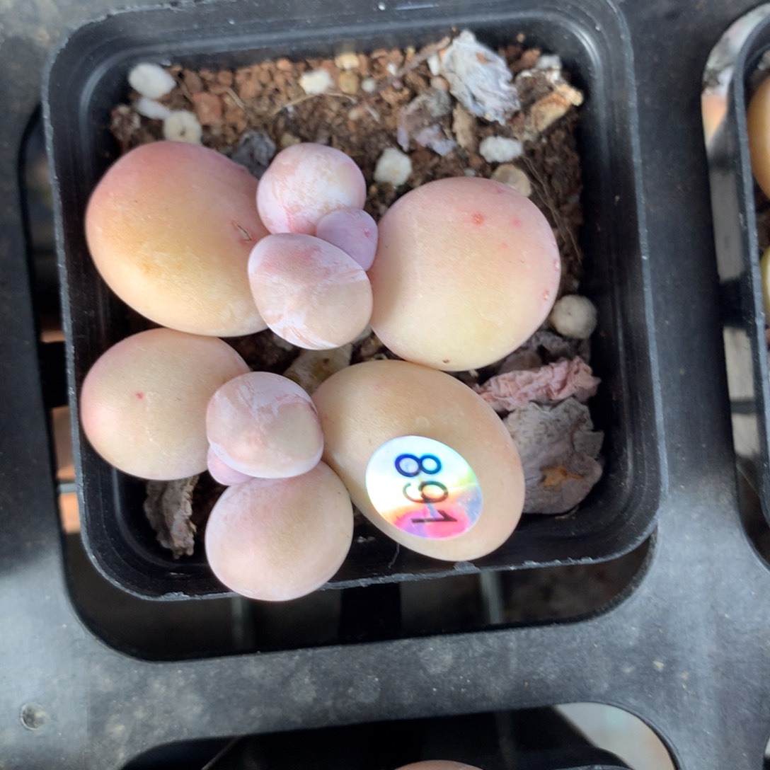 双头水光针奶酪891