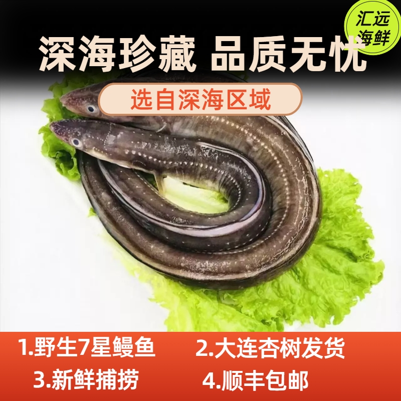 抢！小鳗鱼、鳝鱼/野生海鳝鱼/大连杏树发货 顺丰快递